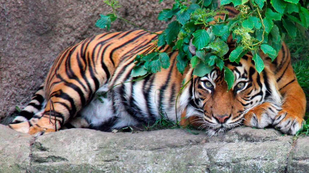 Tiger ii Aalborg Zoo