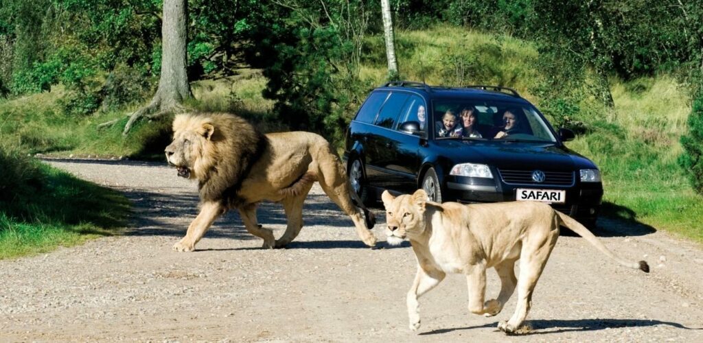 Løver i Givskud Zoo